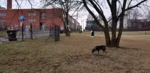 Friends of Midtown Dog Park - Harrisburg, PA