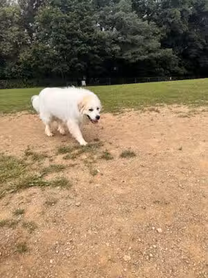 Happy Trails Dog Park - Harrisburg, PA