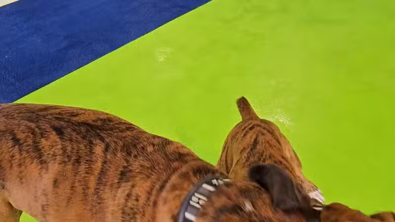The Splash Bark by SDK - Harrisburg, SD
