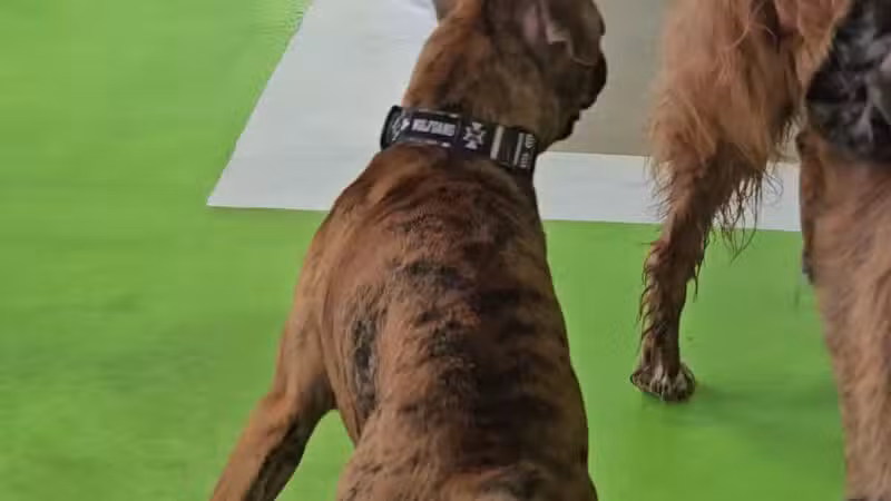 The Splash Bark by SDK - Harrisburg, SD