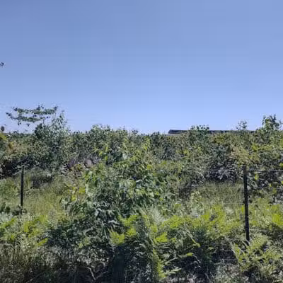 Harrison City Park - Harrison, MI