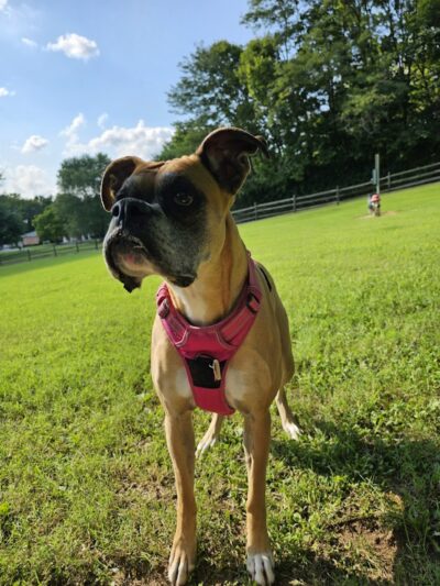 Harrison Dog Park - Harrison, OH