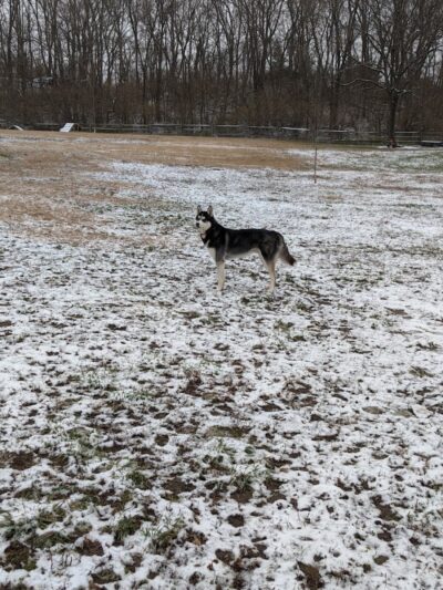 Harrison Dog Park - Harrison, OH