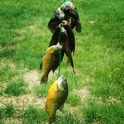 Saxton Park - Harrison, MI