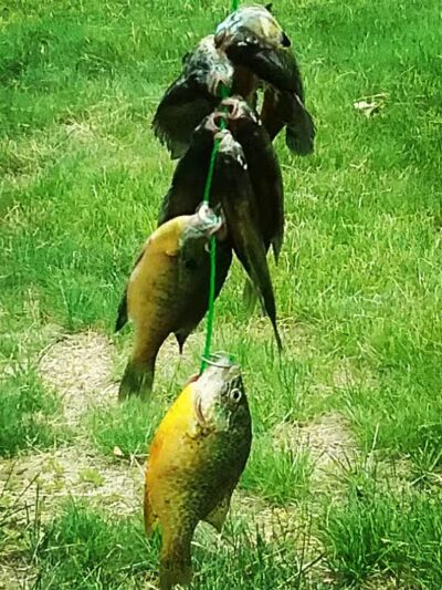 Saxton Park - Harrison, MI