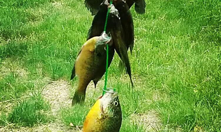 Saxton Park - Harrison, MI