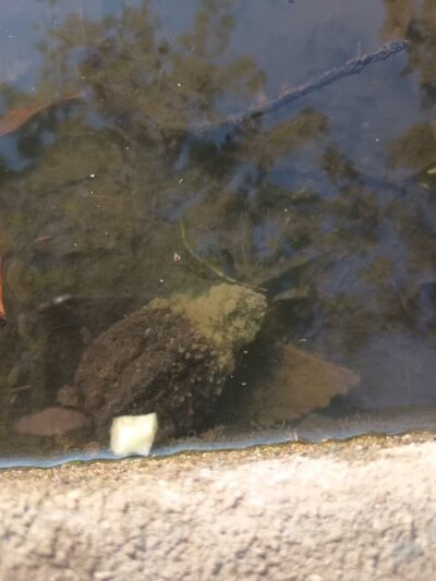 West Hudson Park - Harrison, NJ