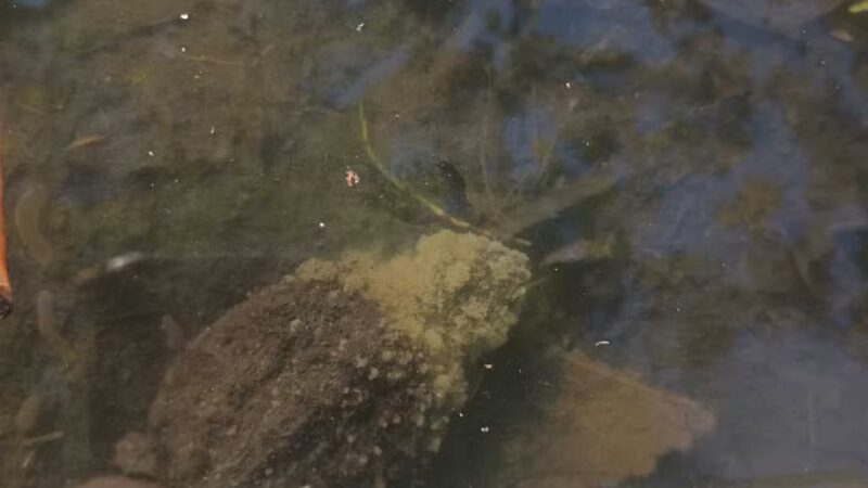 West Hudson Park - Harrison, NJ