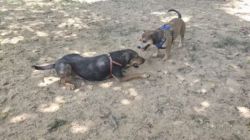Harrisonburg Parks and Rec Dog Park - Harrisonburg, VA