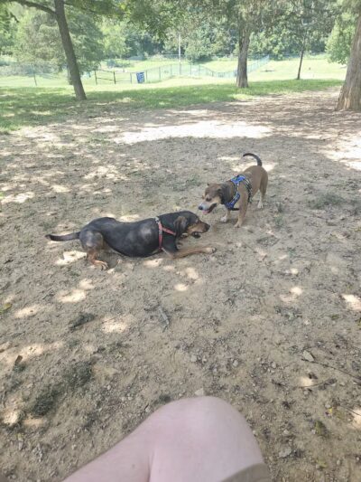 Harrisonburg Parks and Rec Dog Park - Harrisonburg, VA