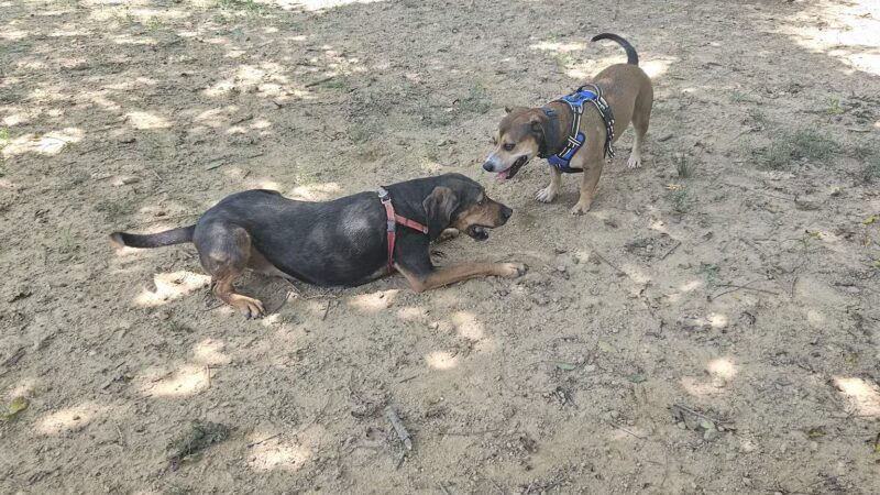 Harrisonburg Parks and Rec Dog Park - Harrisonburg, VA