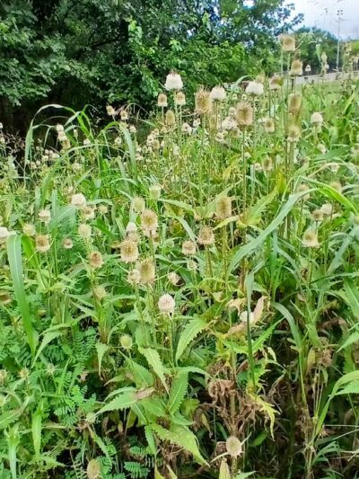 Purcell Park - Harrisonburg, VA