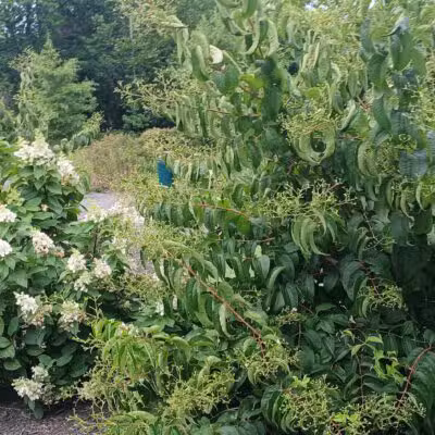 Purcell Park - Harrisonburg, VA