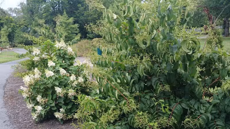 Purcell Park - Harrisonburg, VA