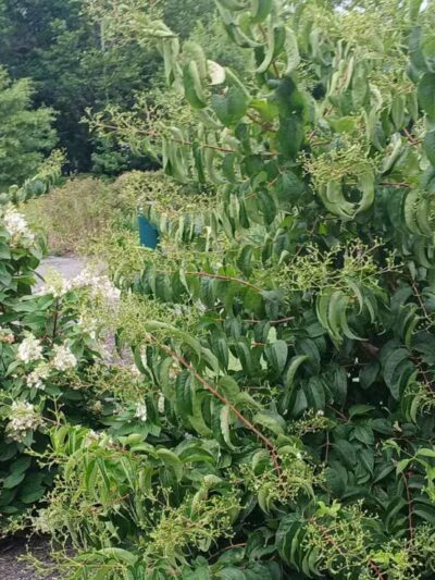 Purcell Park - Harrisonburg, VA