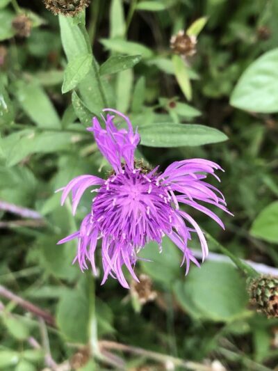 Biking Trail - Harrisonburg, VA