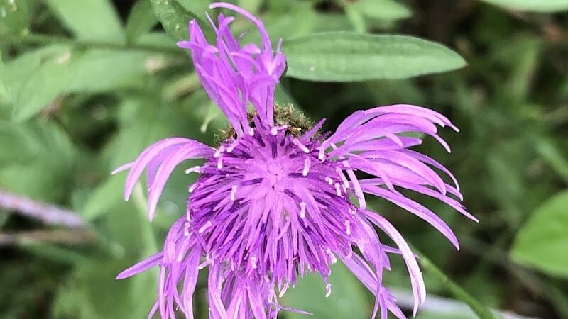 Biking Trail - Harrisonburg, VA