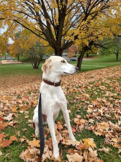 Kiwanis Park - Harrisonburg, VA