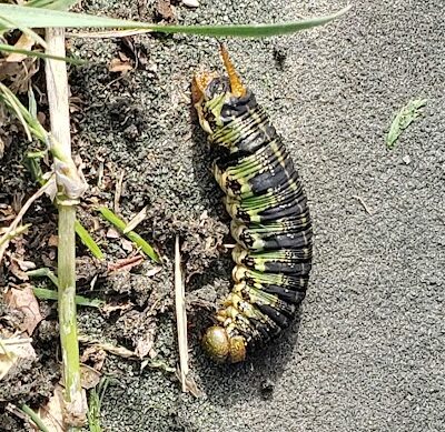 Kiwanis Park - Harrisonburg, VA