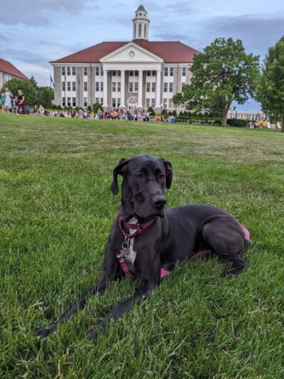 The Quad - Harrisonburg, VA