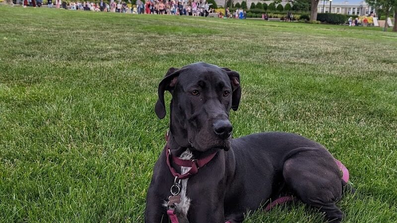 The Quad - Harrisonburg, VA