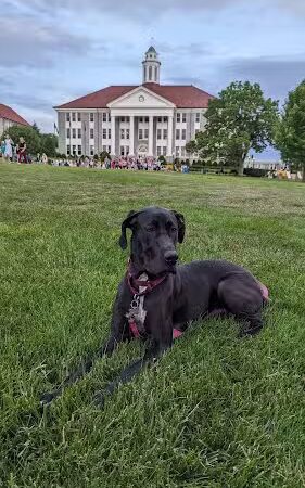 The Quad - Harrisonburg, VA