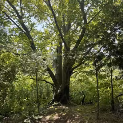 Gales Pond County Park - Hart,