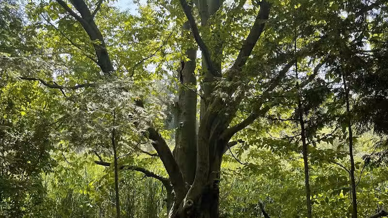 Gales Pond County Park - Hart,
