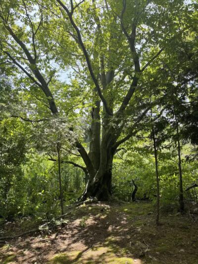 Gales Pond County Park - Hart,