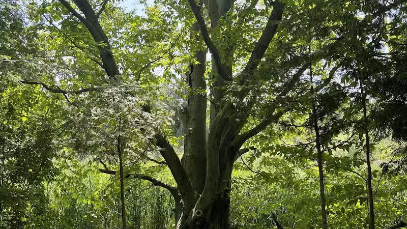 Gales Pond County Park - Hart,
