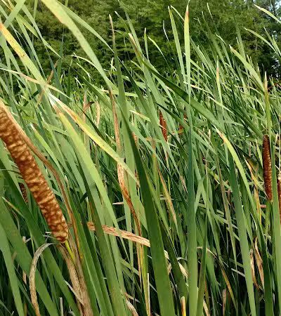 Gales Pond County Park - Hart,