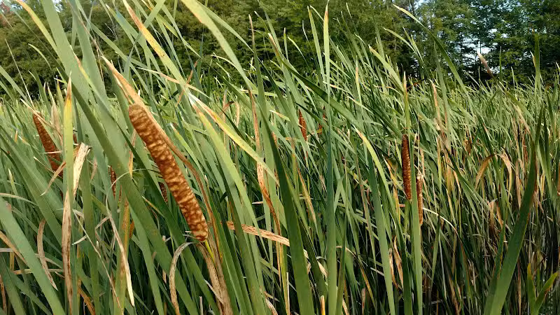 Gales Pond County Park - Hart,