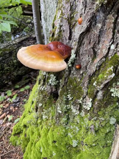 Gales Pond County Park - Hart,