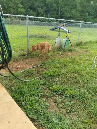 Hartwell Dog Park - Hartwell, GA