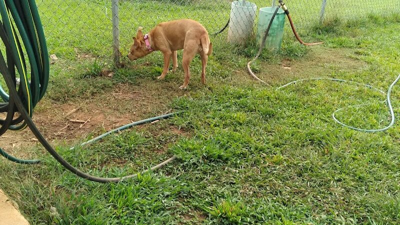 Hartwell Dog Park - Hartwell, GA