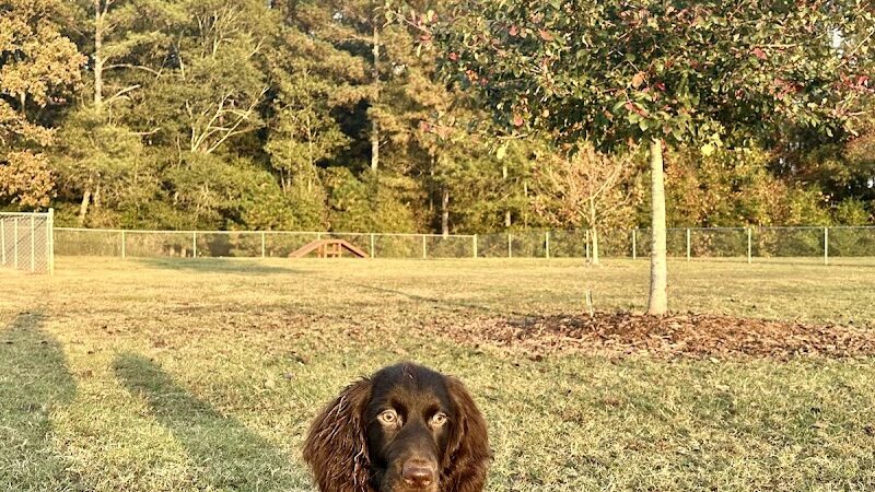 Hartwell Dog Park - Hartwell, GA