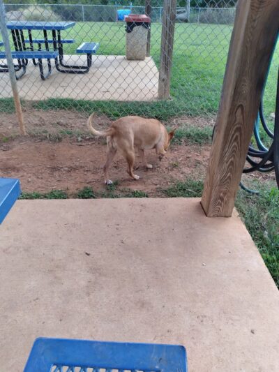 Hartwell Dog Park - Hartwell, GA