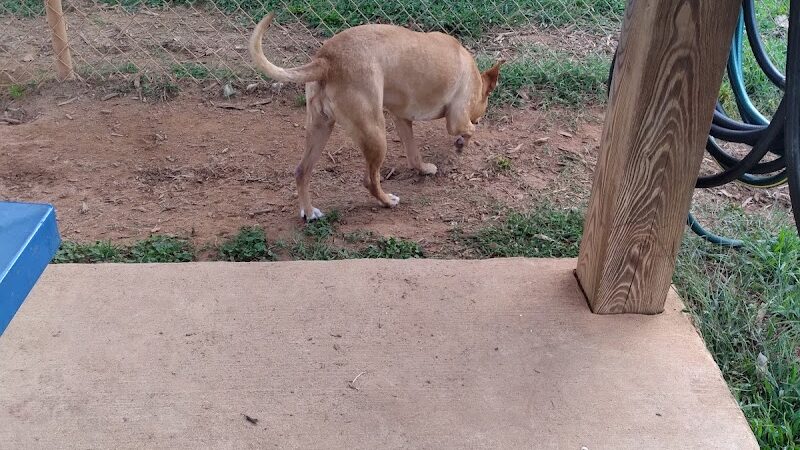 Hartwell Dog Park - Hartwell, GA