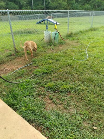 Hartwell Dog Park - Hartwell, GA