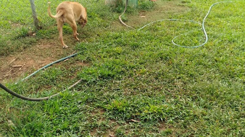 Hartwell Dog Park - Hartwell, GA