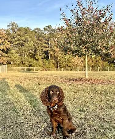 Hartwell Dog Park - Hartwell, GA