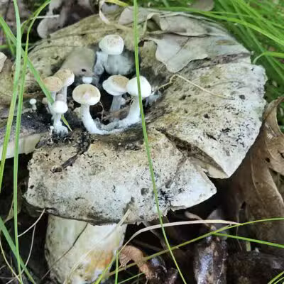 Afton State Park - Hastings, MN