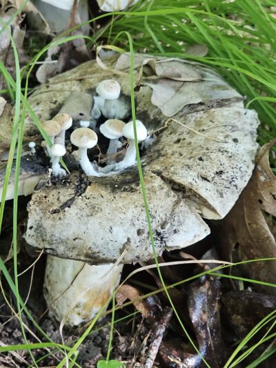 Afton State Park - Hastings, MN