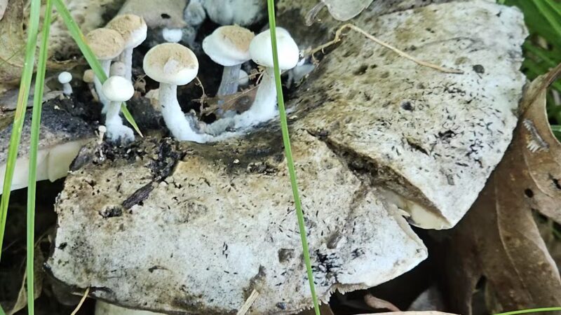 Afton State Park - Hastings, MN