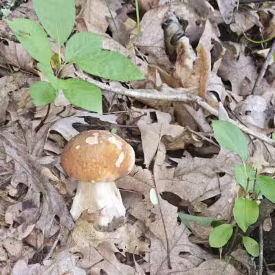 Afton State Park - Hastings, MN