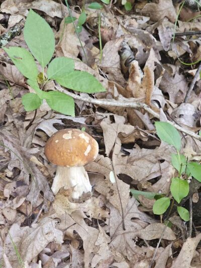 Afton State Park - Hastings, MN