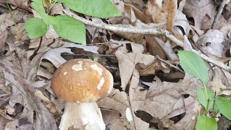 Afton State Park - Hastings, MN