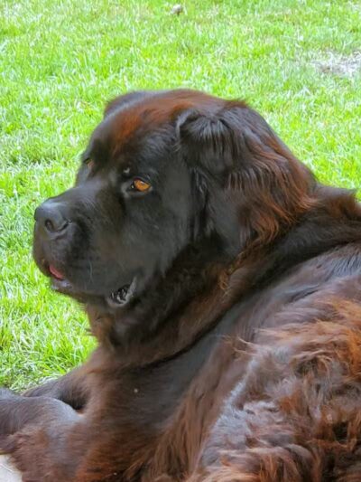 Barry County Veterans Memorial Dog Park - Hastings, MI