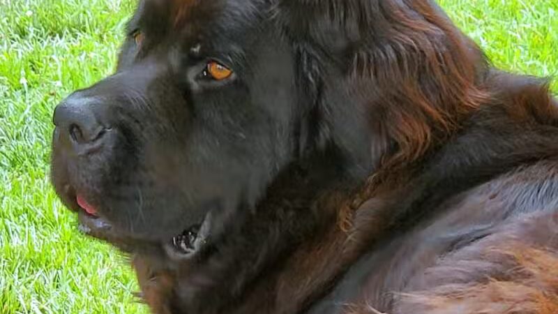 Barry County Veterans Memorial Dog Park - Hastings, MI