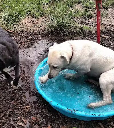 Barry County Veterans Memorial Dog Park - Hastings, MI